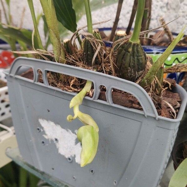 Stanhopea wardii Frunză