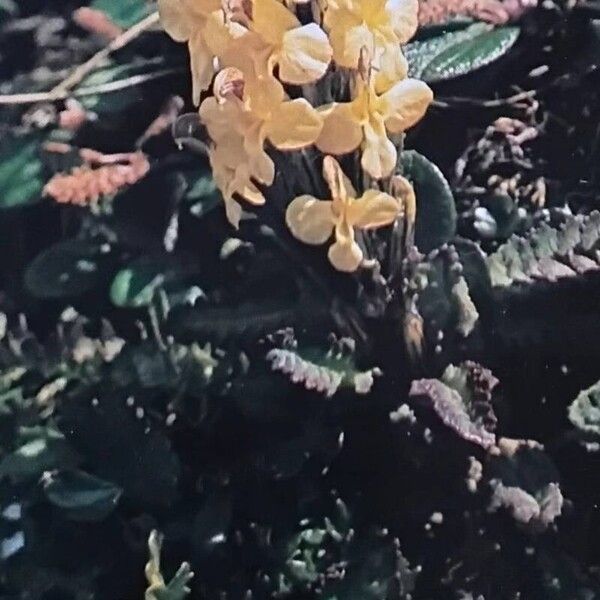 Pedicularis oederi Flower