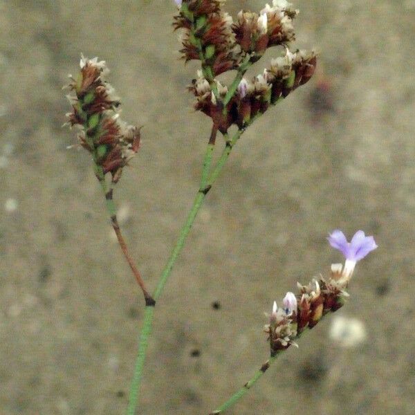 Limonium legrandii Drugo