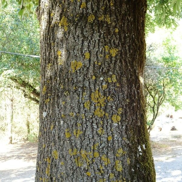 Fraxinus excelsior Bark