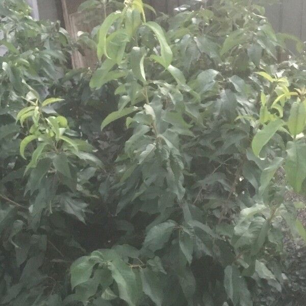 Solanum mauritianum Frugt