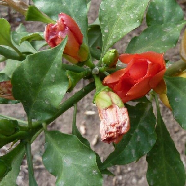 Leuenbergeria bleo Flower