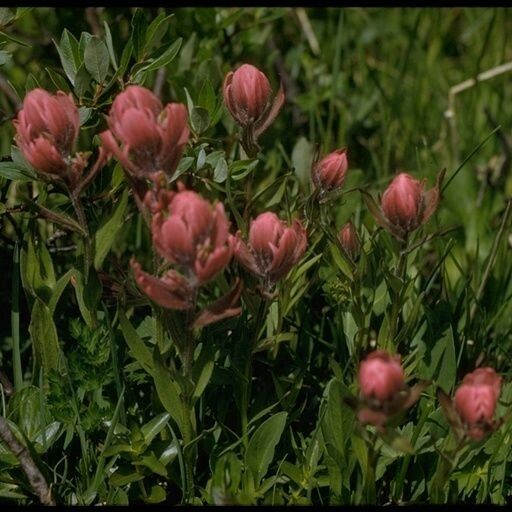 Castilleja occidentalis (Western indian paintbrush)