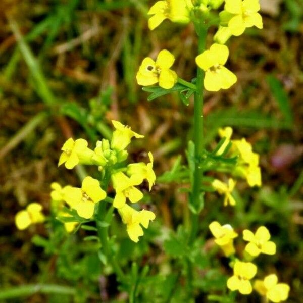 Barbarea verna Flower