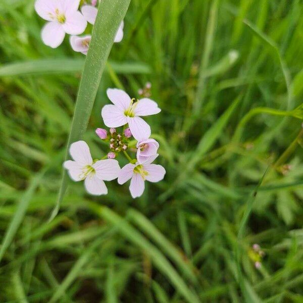 Cardamine pratensis Kwiat