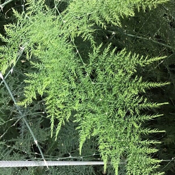 Asparagus setaceus Leaf