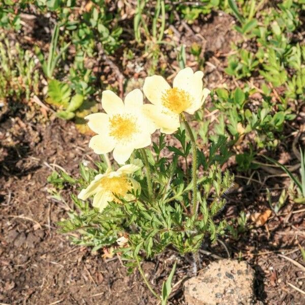 Pulsatilla alpina Flower