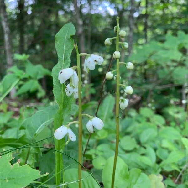 Pyrola elliptica ফুল