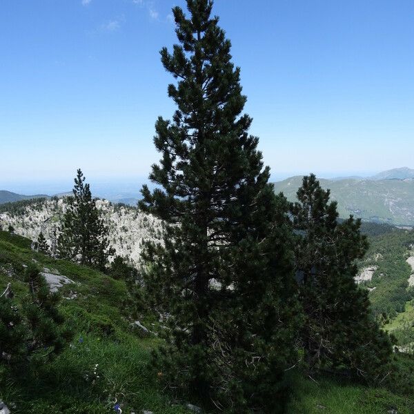 Pinus mugo Habit