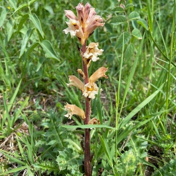 Orobanche lutea Цвят