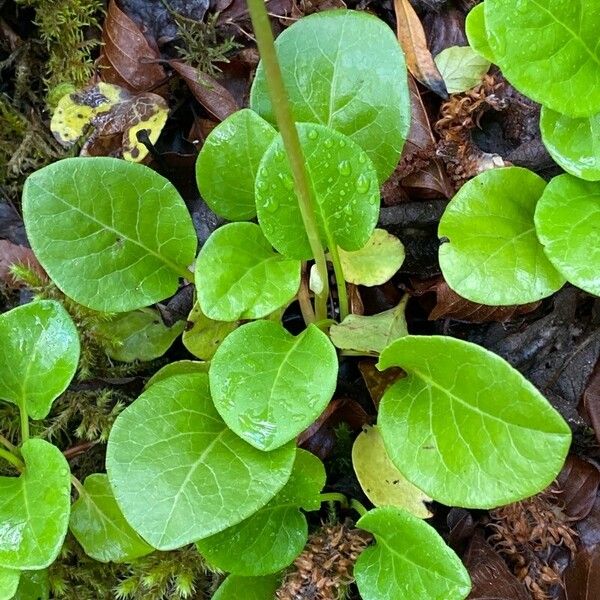 Pyrola rotundifolia Feuille