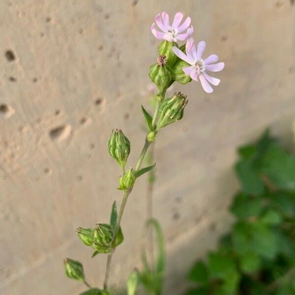 Silene apetala 花