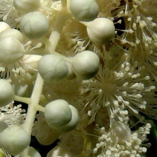 Actaea racemosa Λουλούδι