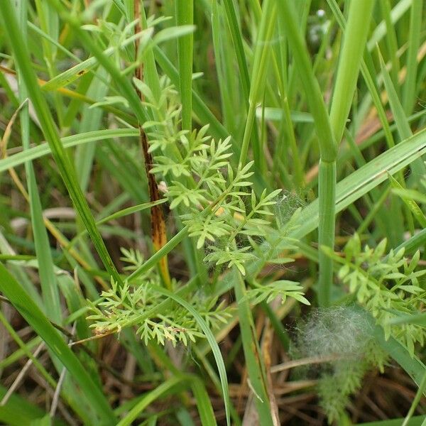 Oenanthe fistulosa Plante entière