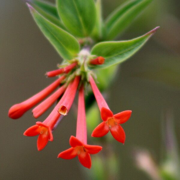 Bouvardia ternifolia Cvet