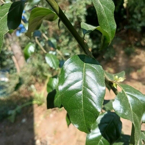 Bougainvillea glabra Blad