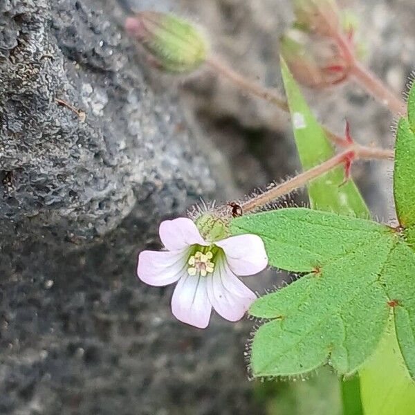 Geranium rotundifolium Кветка