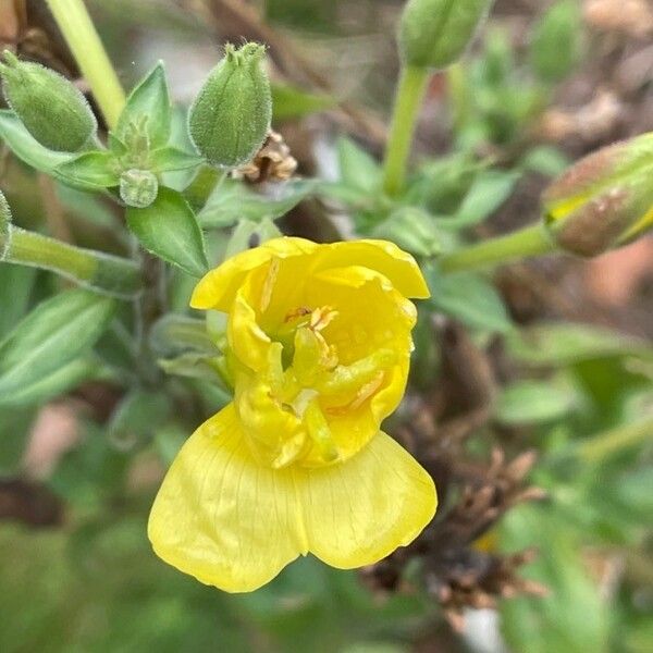 Oenothera biennis 花