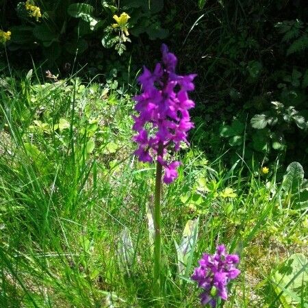 Anacamptis pyramidalis Floare