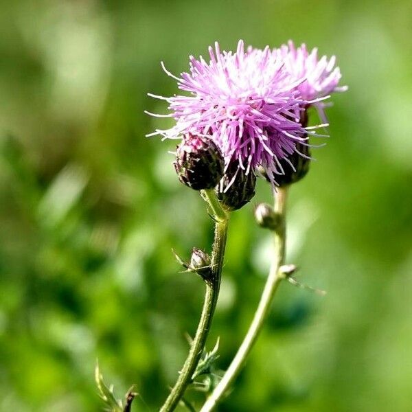 Cirsium arvense Flower