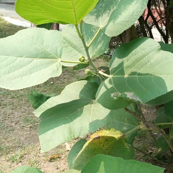 Ficus palmata Blad