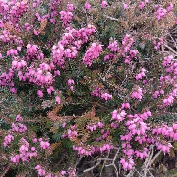 Erica carnea Kukka