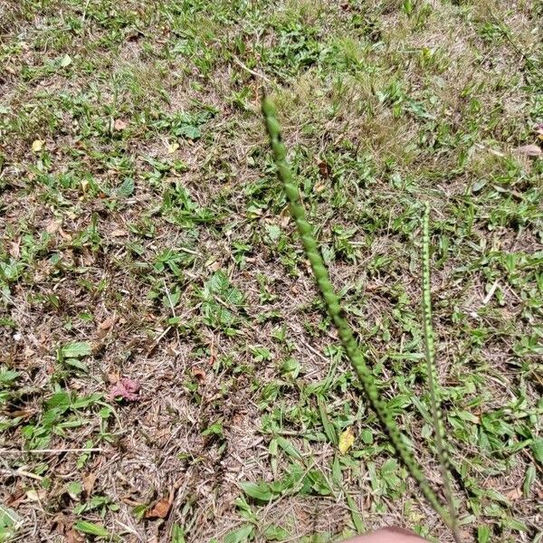 Paspalum notatum Folha