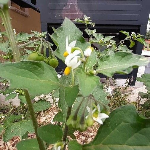 Solanum nigrum Bloem