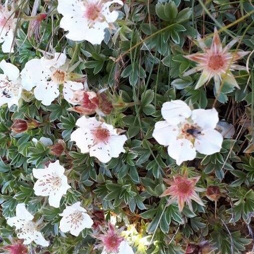 Potentilla nitida Φύλλο