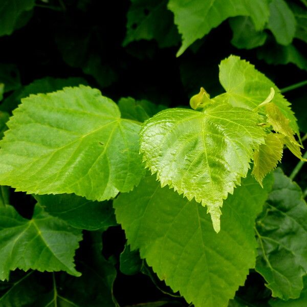 Tilia americana Лист