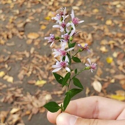 Symphyotrichum cordifolium Квітка