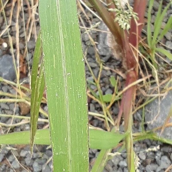 Setaria verticillata Лист