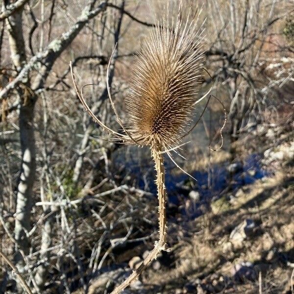 Dipsacus fullonum Fiore