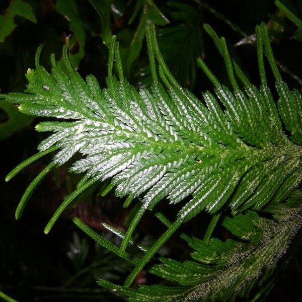 Selaginella anceps