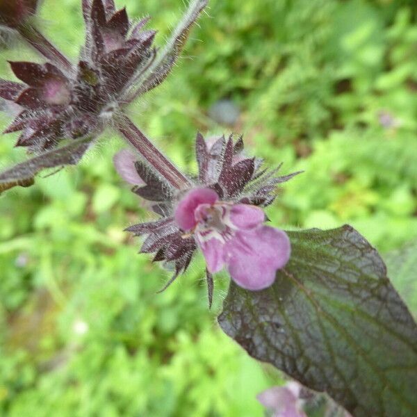 Stachys alpina Flor