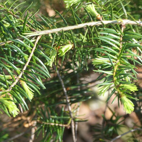 Pseudotsuga sinensis Levél