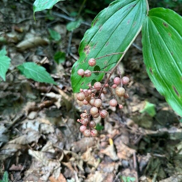 Maianthemum racemosum Fruitua