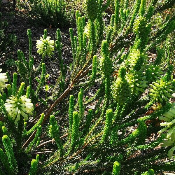 Erica verticillata Leaf