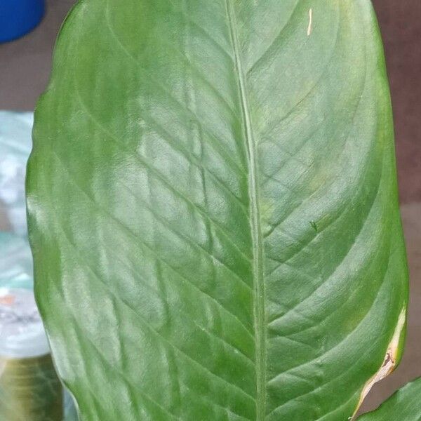 Dieffenbachia oerstedii Leaf