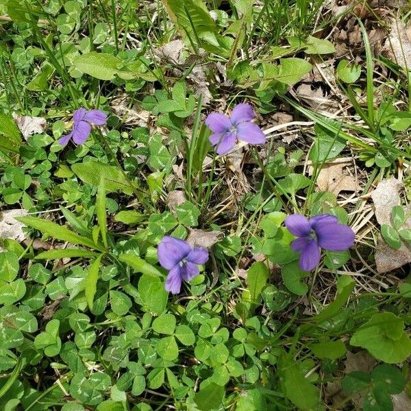 Viola adunca Fiore