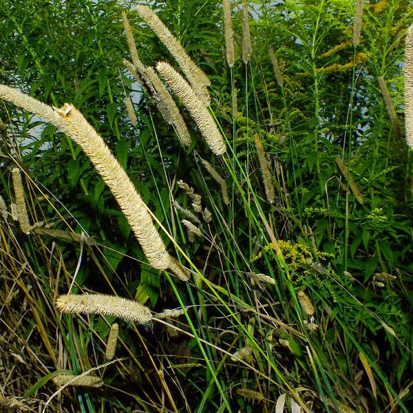 Phleum pratense Fruit