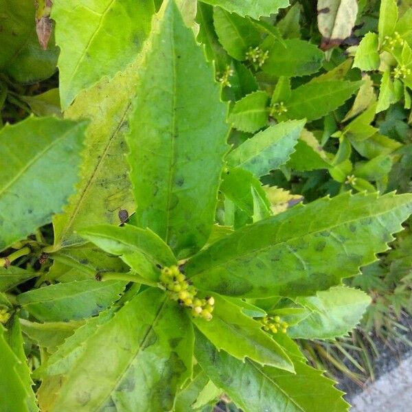 Sarcandra glabra Leaf