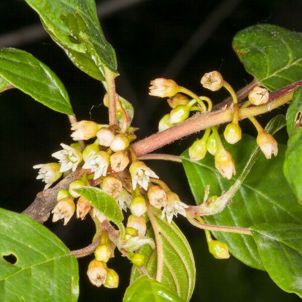 Frangula alnus Õis