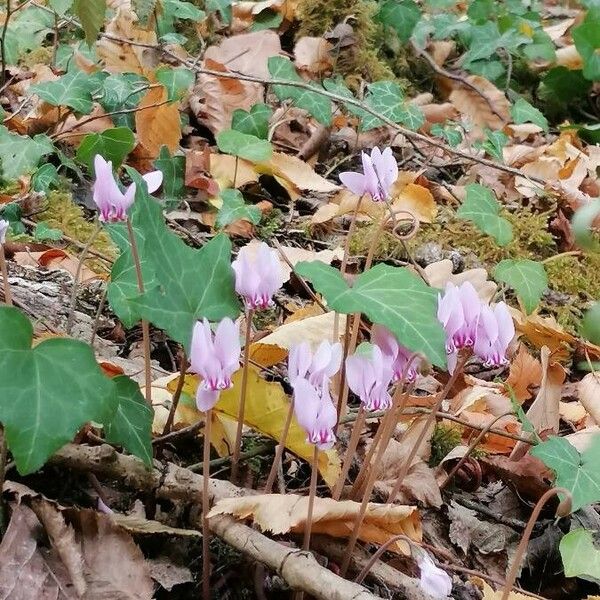 Cyclamen hederifolium 花