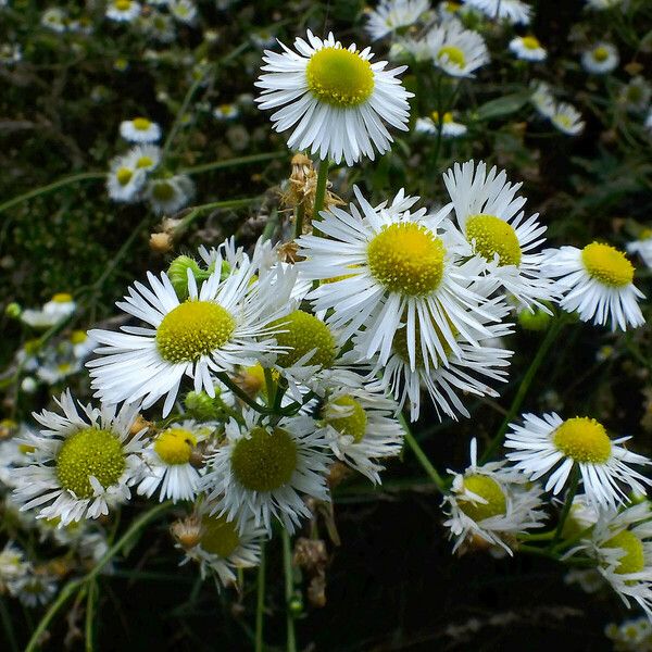 Erigeron annuus Λουλούδι