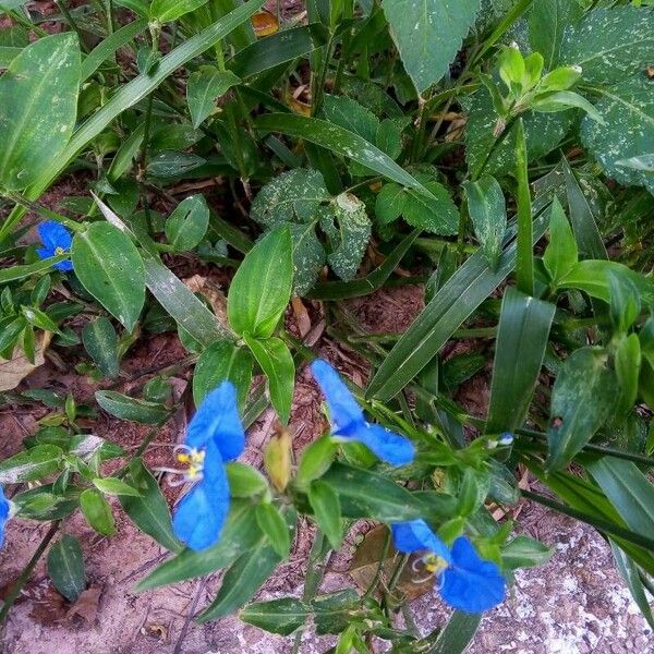 Commelina erecta 花