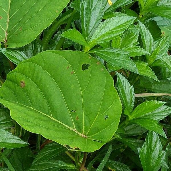 Decalobanthus peltatus Leaf