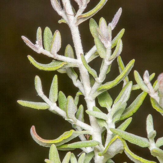 Teucrium marum Leaf