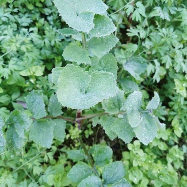 Sonchus oleraceus Blatt