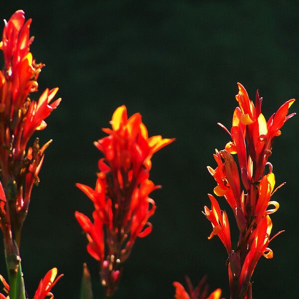 Canna indica 花